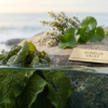 The Pure Botanics Serum